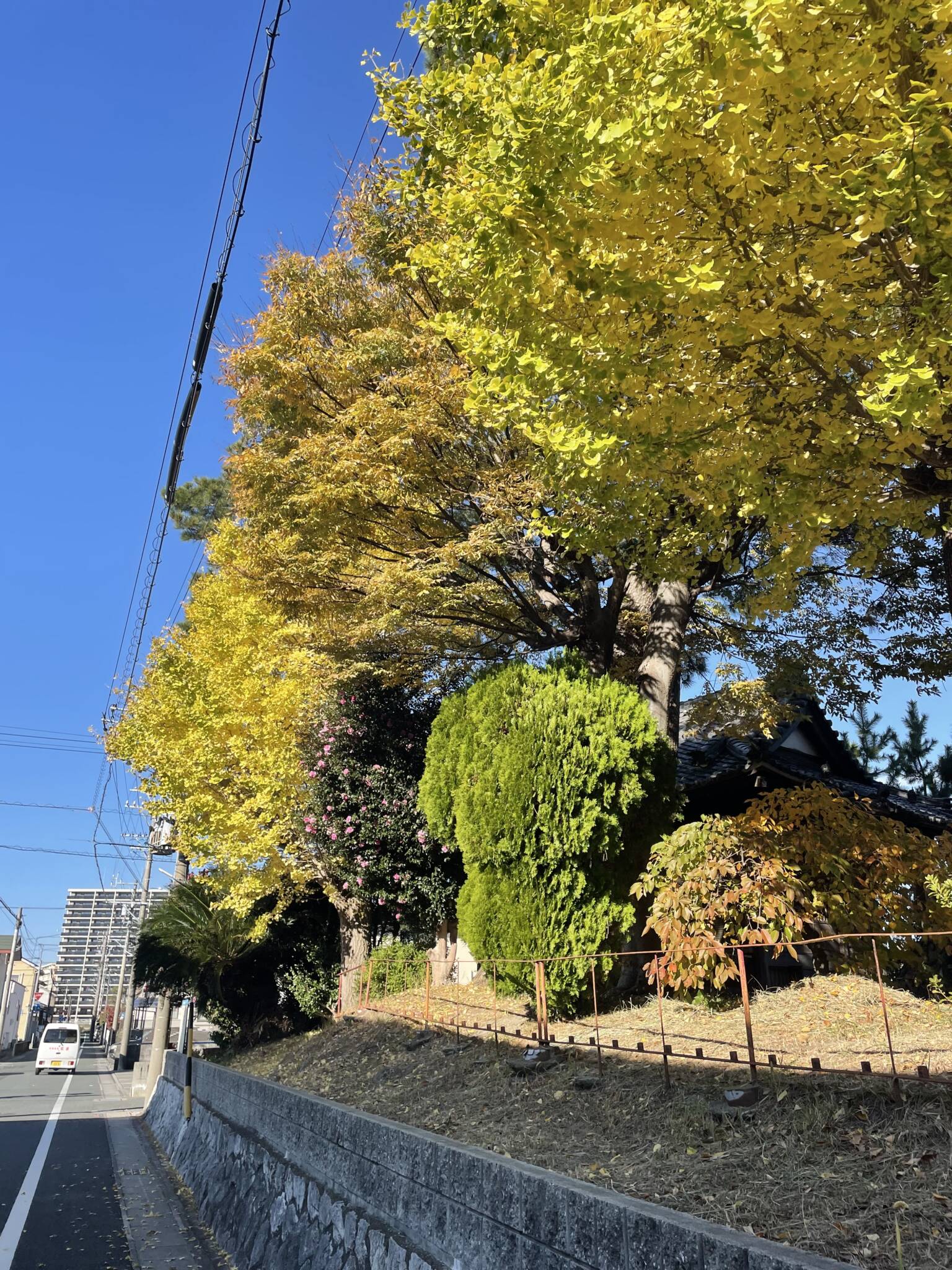 お散歩🍀
