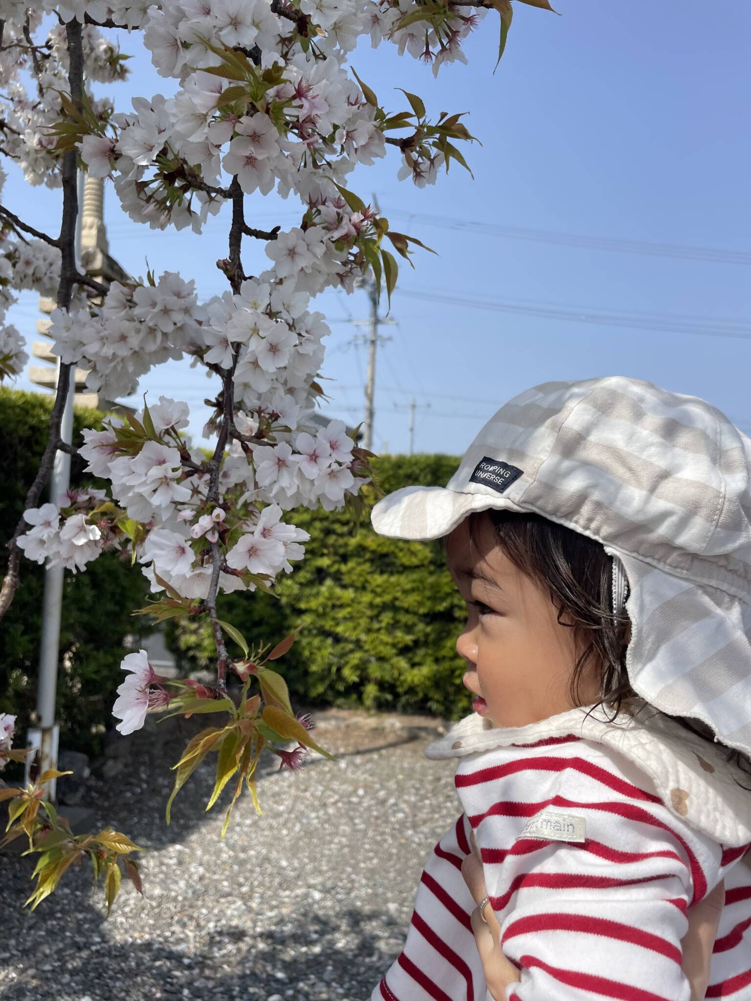 桜🌸