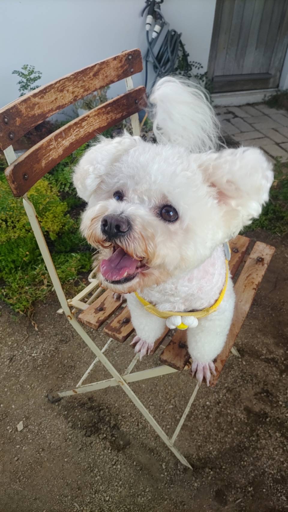 可愛いわんちゃんたちが来てくれました♪