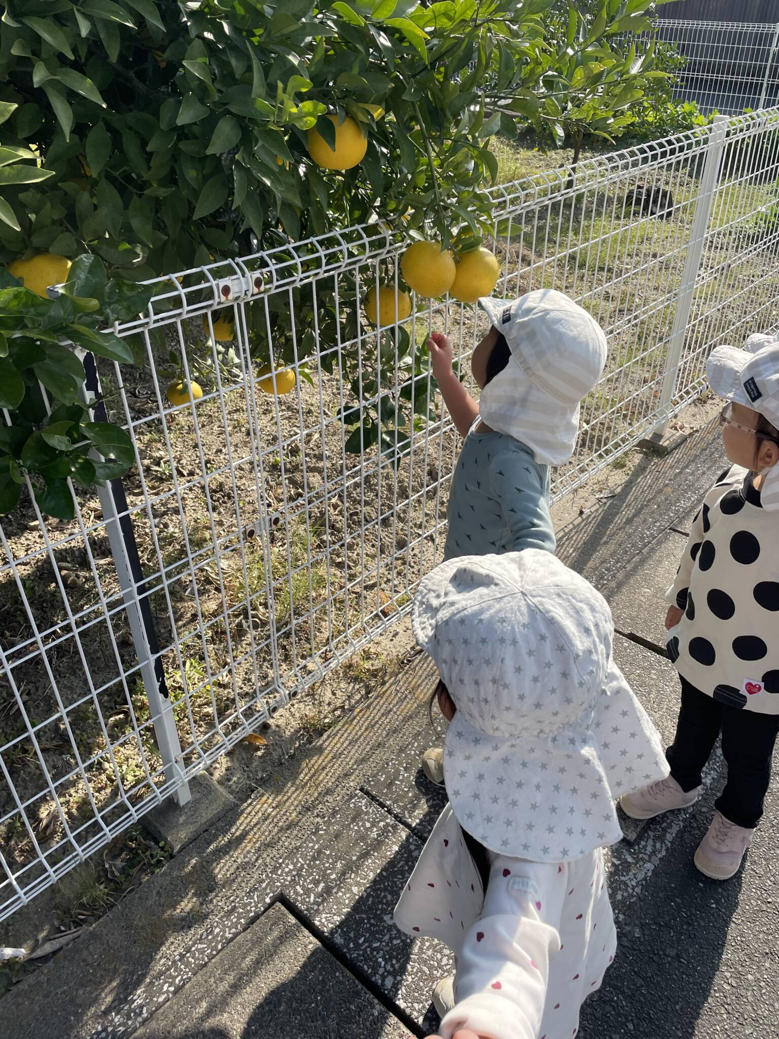 みかんの木🍊